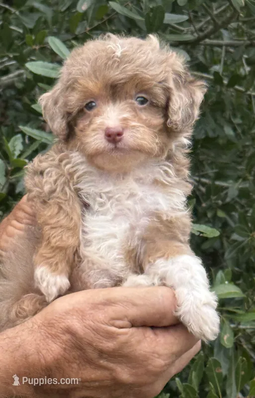 Teddy chocolate Merle – Miniature Aussiedoodle puppy for sale in Tampa, FL