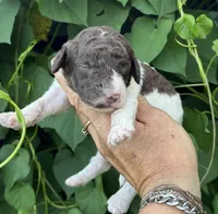 Brownie  “ regular size “, a male Cockapoo for sale in Tampa, FL – 3 of 9