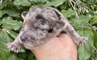 Marley mini Chowdoodle from DoDo parents , a female Chow Chow and Poodle - Miniature  for sale in Tampa, FL – 4 of 9