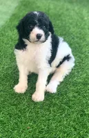 Betsy parents health tested, a female Bernedoodle for sale in Tampa, FL – 3 of 6