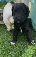 Smokey  “regular size”, a male Cockapoo for sale in Ruskin, FL – 4 of 8