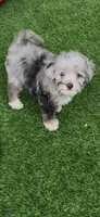 Misty, a female Miniature Aussiedoodle for sale in Tampa, FL – 4 of 9
