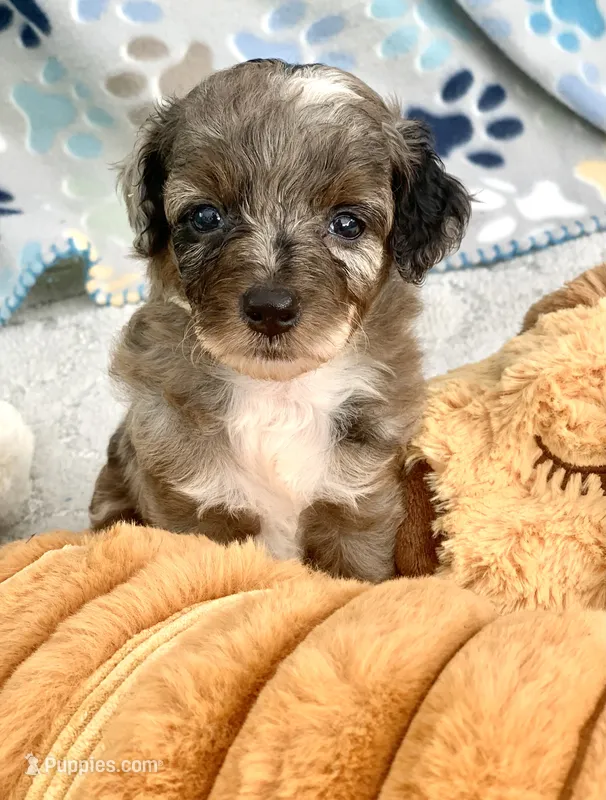 Zara  parents health tested. – Miniature Aussiedoodle puppy for sale in Tampa, FL