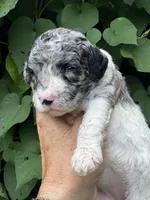 Sapphire. “ regular size” Blue Merle, a female Cockapoo for sale in Sun City Center, FL – 3 of 10