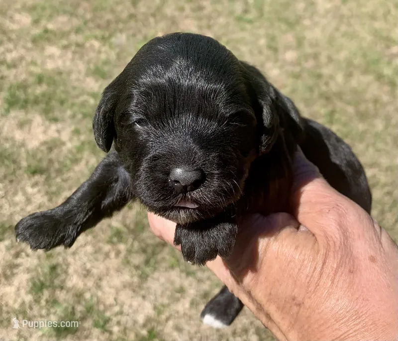 Mini Cockapoo