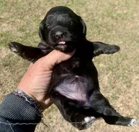 Mini Cockapoo, a female Cockapoo for sale in Tampa, FL – Photo 3 of 5