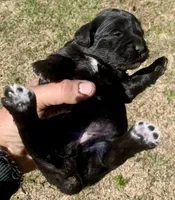 Mini Cockapoo, a female Cockapoo for sale in Tampa, FL – Photo 2 of 5