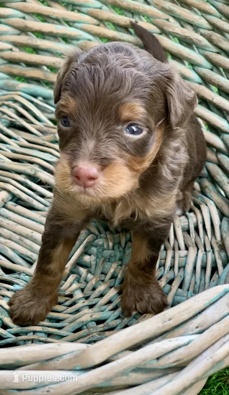Mocha – Miniature Aussiedoodle puppy for sale in Tampa, FL