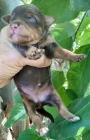 Mocha, a female Miniature Aussiedoodle for sale in Tampa, FL – 6 of 6