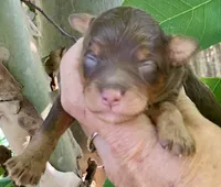 Mocha, a female Miniature Aussiedoodle for sale in Tampa, FL – 2 of 6