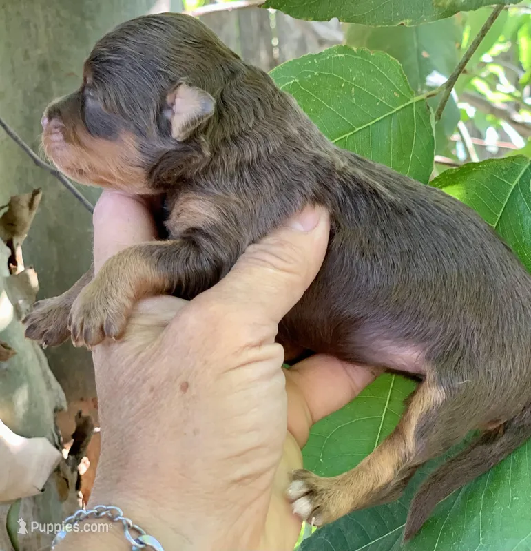 Mocha – Miniature Aussiedoodle puppy for sale in Tampa, FL