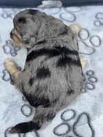 Ruby F1b, a female Miniature Aussiedoodle for sale in Sun City Center, FL – 6 of 10