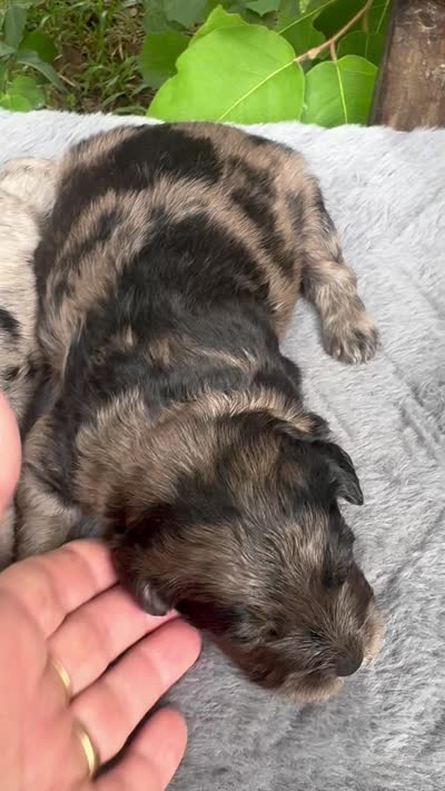 Camo  mini Chowdoodle from DoDo parents , a male Chow Chow and Poodle - Miniature  for sale in Tampa, FL – 2 of 8