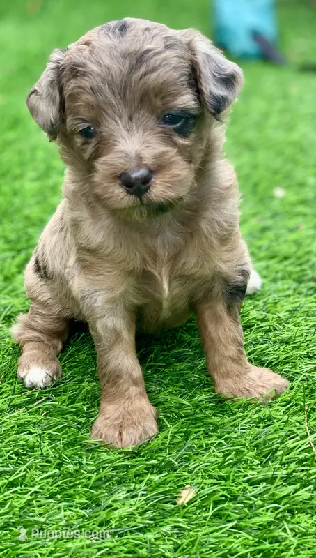 Nova – Miniature Aussiedoodle puppy for sale in Tampa, FL