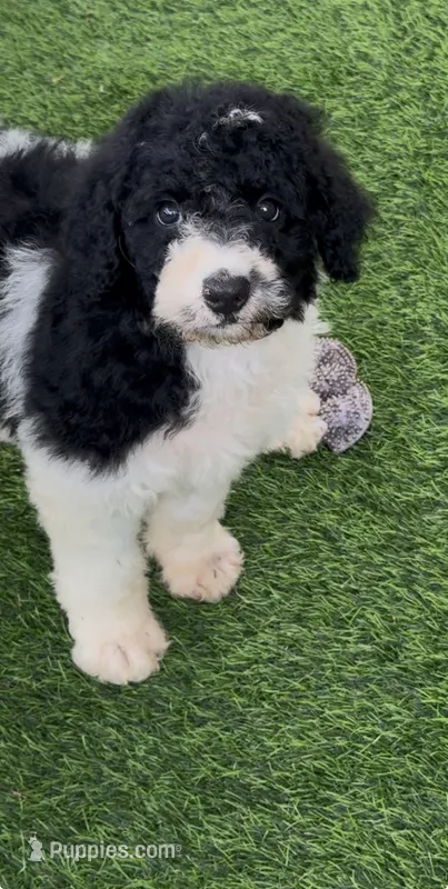 Betsy parents health tested – Bernedoodle puppy for sale in Tampa, FL