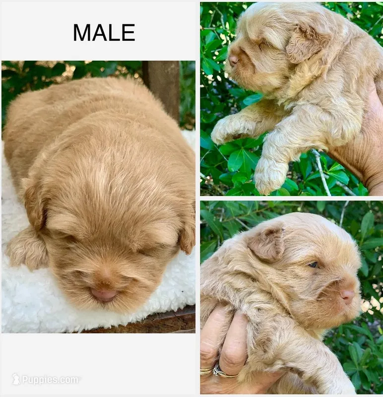 Simba – Chow Chow, Poodle - Miniature  puppy for sale in Tampa, FL