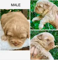 Simba, a male Chow Chow and Poodle - Miniature  for sale in Tampa, FL – Photo 1 of 10