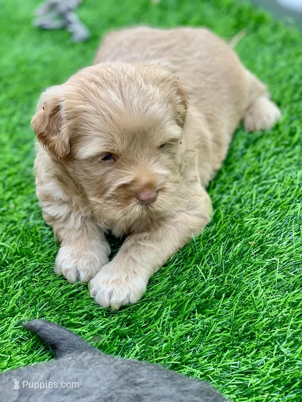 Simba – Chow Chow, Poodle - Miniature  puppy for sale in Tampa, FL