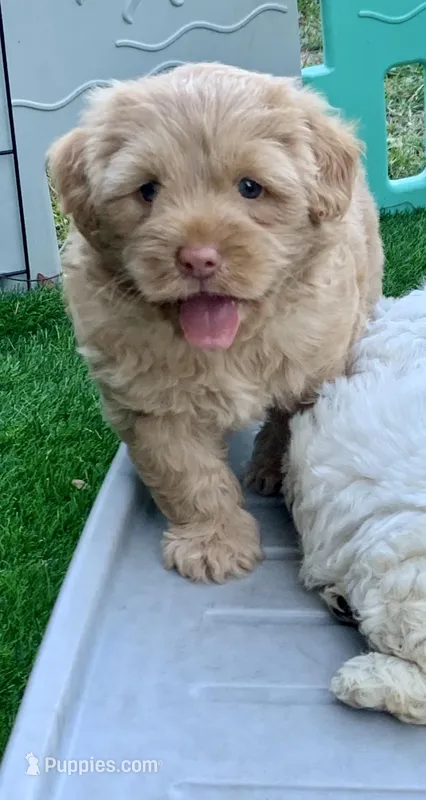 Simba – Chow Chow, Poodle - Miniature  puppy for sale in Tampa, FL