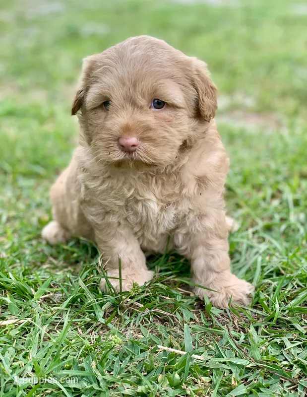 Simba – Chow Chow, Poodle - Miniature  puppy for sale in Tampa, FL