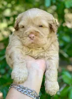 Simba, a male Chow Chow and Poodle - Miniature  for sale in Tampa, FL – Photo 3 of 10