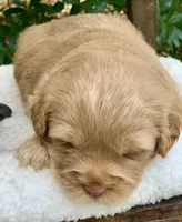 Simba, a male Chow Chow and Poodle - Miniature  for sale in Tampa, FL – Photo 7 of 10