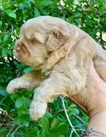 Simba, a male Chow Chow and Poodle - Miniature  for sale in Tampa, FL – Photo 9 of 10