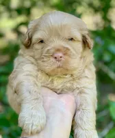 Simba, a male Chow Chow and Poodle - Miniature  for sale in Tampa, FL – Photo 2 of 10