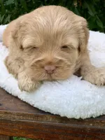 Simba, a male Chow Chow and Poodle - Miniature  for sale in Tampa, FL – Photo 4 of 8