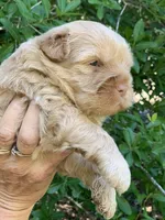 Simba, a male Chow Chow and Poodle - Miniature  for sale in Tampa, FL – Photo 4 of 10