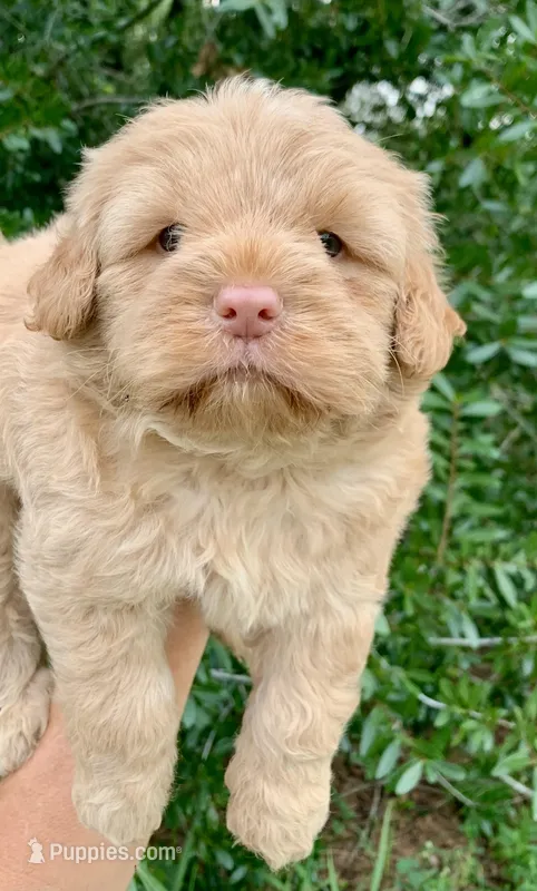 Simba – Chow Chow, Poodle - Miniature  puppy for sale in Tampa, FL