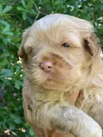 Simba, a male Chow Chow and Poodle - Miniature  for sale in Tampa, FL – Photo 10 of 10