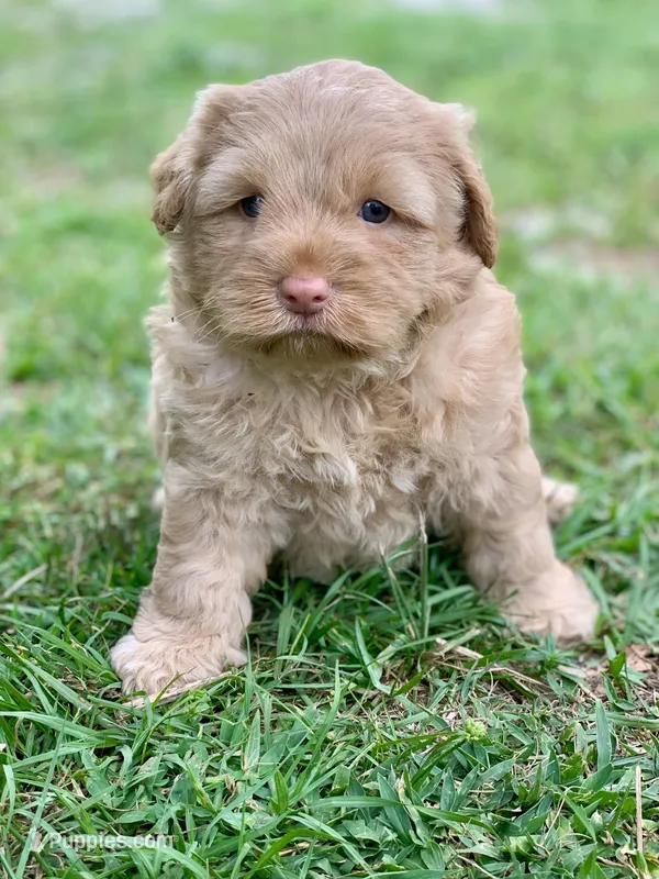 Simba – Chow Chow, Poodle - Miniature  puppy for sale in Tampa, FL