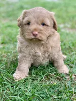Simba, a male Chow Chow and Poodle - Miniature  for sale in Tampa, FL – 8 of 10