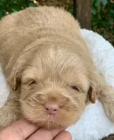 Simba, a male Chow Chow and Poodle - Miniature  for sale in Tampa, FL – Photo 6 of 10
