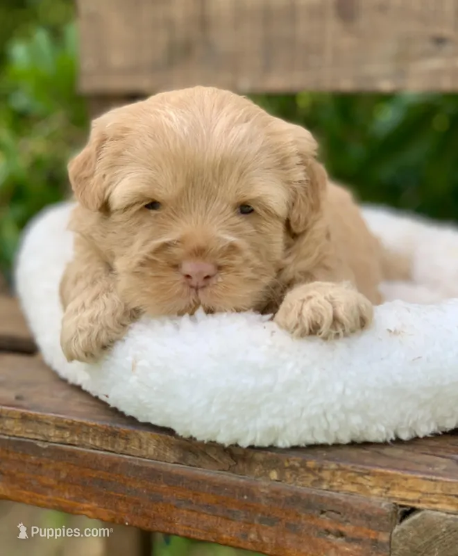 Simba – Chow Chow, Poodle - Miniature  puppy for sale in Tampa, FL