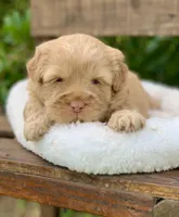 Simba, a male Chow Chow and Poodle - Miniature  for sale in Tampa, FL – Photo 1 of 8