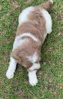 Chocolate Merle parti, a female Cockapoo for sale in Tampa, FL – Photo 4 of 5