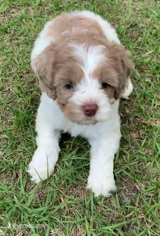 Chocolate Merle parti blue eyes – Cockapoo puppy for sale in Tampa, FL
