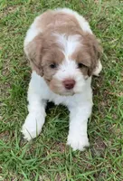 Chocolate Merle parti, a female Cockapoo for sale in Tampa, FL – Photo 2 of 5