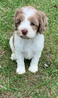 Chocolate Merle parti, a female Cockapoo for sale in Tampa, FL – Photo 5 of 5