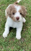 Chocolate Merle parti, a female Cockapoo for sale in Tampa, FL – Photo 3 of 5