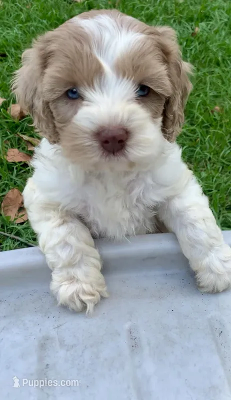 Chocolate Merle parti blue eyes – Cockapoo puppy for sale in Tampa, FL