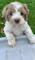 Chocolate Merle parti blue eyes, a female Cockapoo for sale in Tampa, FL – Photo 2 of 8
