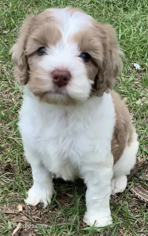 Chocolate Merle parti – Cockapoo puppy for sale in Tampa, FL