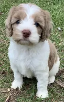 Chocolate Merle parti, a female Cockapoo for sale in Tampa, FL – Photo 1 of 5