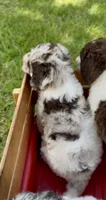 Truffle. chocolate Merle parti, a male Cockapoo for sale in Ruskin, FL – 2 of 10
