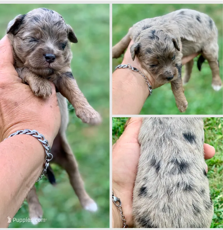 Nova – Miniature Aussiedoodle puppy for sale in Tampa, FL
