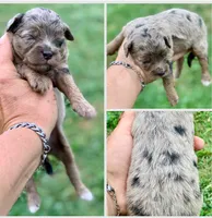 Nova, a female Miniature Aussiedoodle for sale in Tampa, FL – 9 of 10