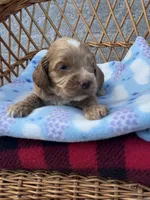 Blue , a female Cockapoo for sale in Ruskin, FL – 3 of 3